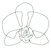 Logo White Orchid Wedding, Inc.