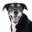Logo JustFoodForDogs LLC