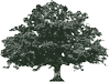 Logo Live Oak Mobility Acquisition Corp.