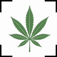 Logo Centrum Medycyny Konopnej SA