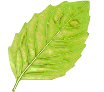 Logo Privet Capital LLP